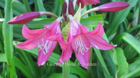 Crinum 'Elizabeth Traub'