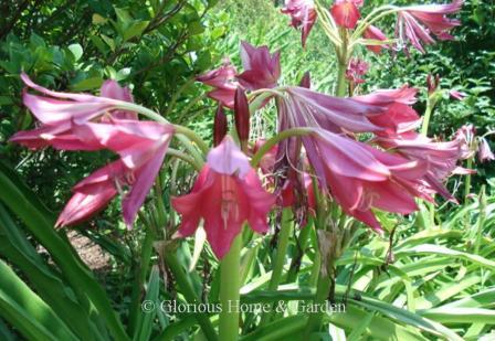 Crinum 'Ellen Bosanquet'