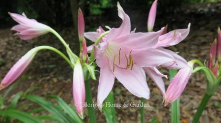 Crinum 'Pink Mystery'