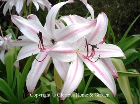 Crinum x powelii 'Royal White' is white with a pink stripe down the center of each petal and pink petal tips.