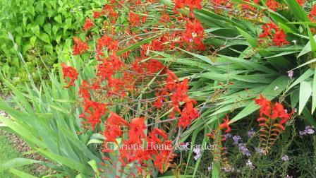 Crocosmia 'Lucifer'