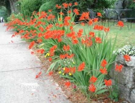 Crocosmia X crososmiiflora