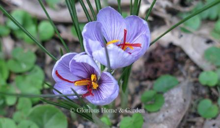 Crocus sativus, is the source of the spice saffron.  Its purple flowers with prominent red filaments (stigmas) are a delightful fall surprise.