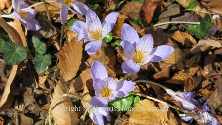 Crocus speciosus, known as the showy crocus, is blue-lavender with striping.