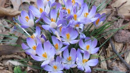 Crocus tommasinianus 'Lilac Beauty,' is an early blooming crocus in soft lavender-blue.