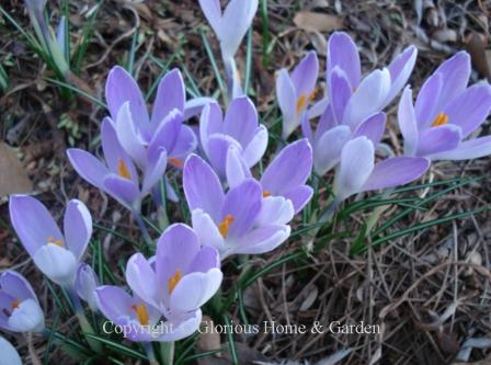 Crocus 'Vanguard'