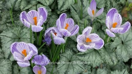 Crocus vernus 'Pickwick'
