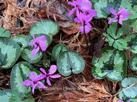 Cyclamen coum is a late winter, early spring blooming tuber with pretty round, mottled leaves of green and silver. Flower colors range from deep pink, to pale pink, to white.