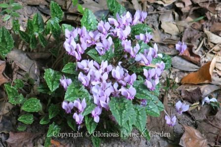 Cyclamen hederifolium is a fall blooming bulb in variable colors from white to purple.  They have beautiful mottled foliage.  Plant under trees where they will have good drainage and be undisturbed