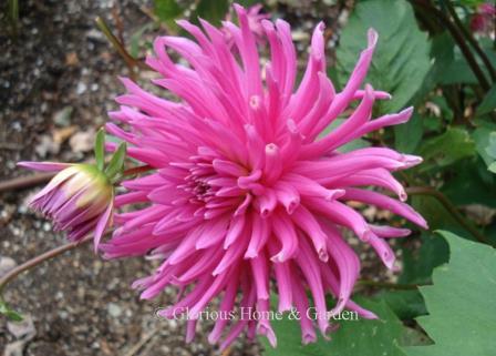 Dahlia 'Jane' is a large purple dahlia of the incurved cactus type.