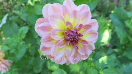 Dahlia 'Miss Molly' is a blend of pink with a yellow center in the waterlily form.