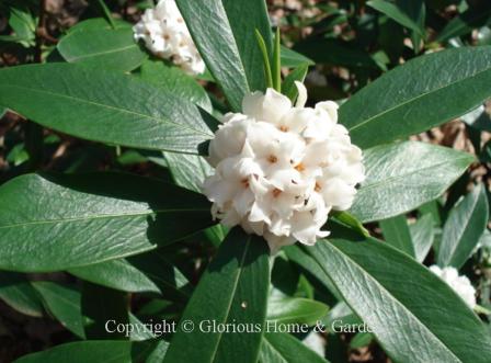 Daphne odora 'Alba'