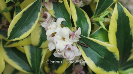 Daphne odora 'Mae-Jima'