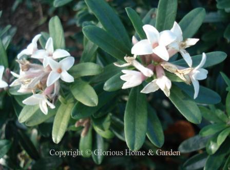 Daphne x burkwoodii Somerset