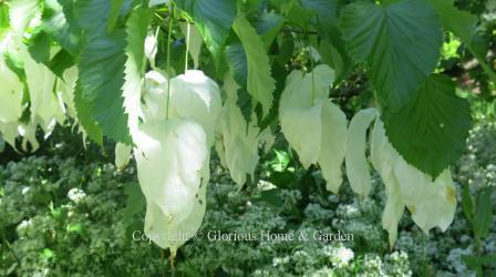 Davidia involucrata