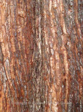 Metasequoia gyptostroboides, dawn redwood bark