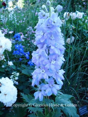 Dephinium x elatum