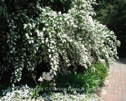 Deutzia rubens