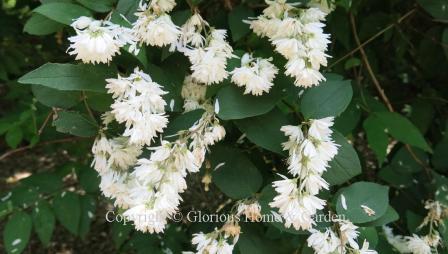 Deutzia scabra Pride of Rochester