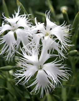 Dianthus arenarius