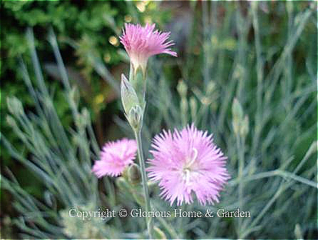 Dianthus plumarius