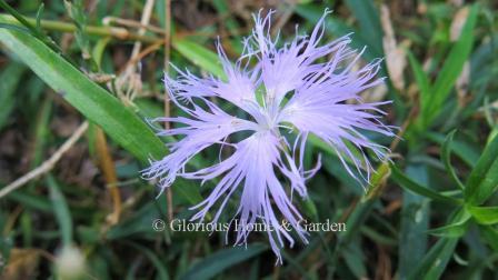 Dianthus superbus