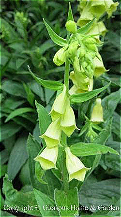 Digitalis grandiflora is a native yellow foxglove that is more perennial than the D. purpurea hybrids.