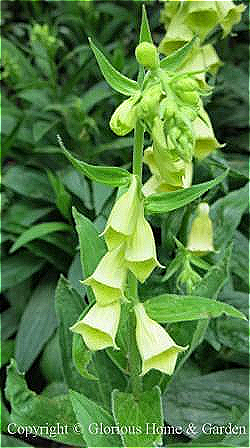 Digitalis grandiflora