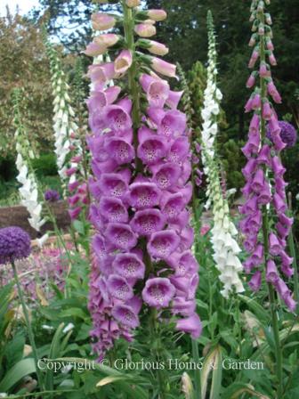 Digitalis purpurea 'Candy Mountain' has pink flowers that are upward facing making it easier to see the speckled interiors.