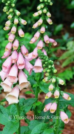 Digitalis purpurea 'Dalmatian Peach' is a foxglove in a gorgeous pastel color of peach and cream lightly spotted with pink inside.