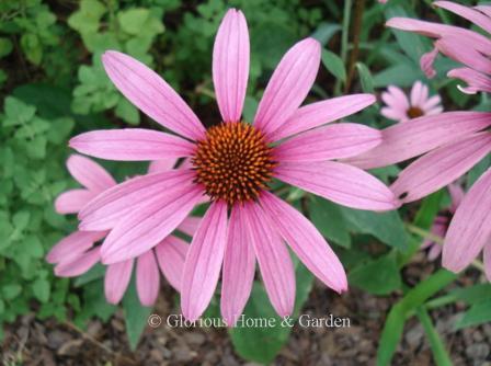 Echinacea purpurea 'Magnus'