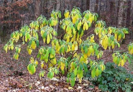 Edgeworthia chrysantha fall leaves