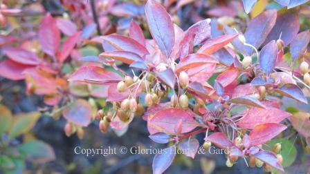 Enkianthus campanulatus fall leaves