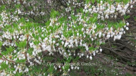 Enkianthus perulatus