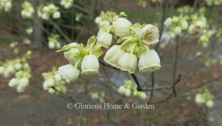 Enkianthus serrulatus, white bell enkianthus, has large white bell-shaped flowers that stand out well in the garden.