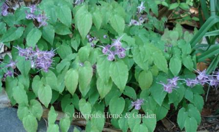 Epimedium grandiflorum 'Lilifee'