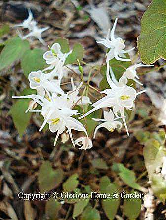 Epimedium sempervirens has large white flowers with spurs and a more open cup than E. grandiflorum.
