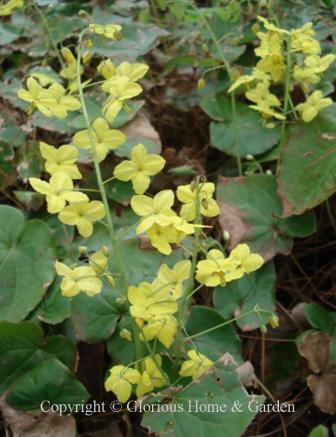 Epimedium x perralchicum