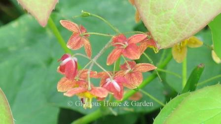 Epimedium x warleysense 'Orange Queen' originated in England and has unique orange flowers.