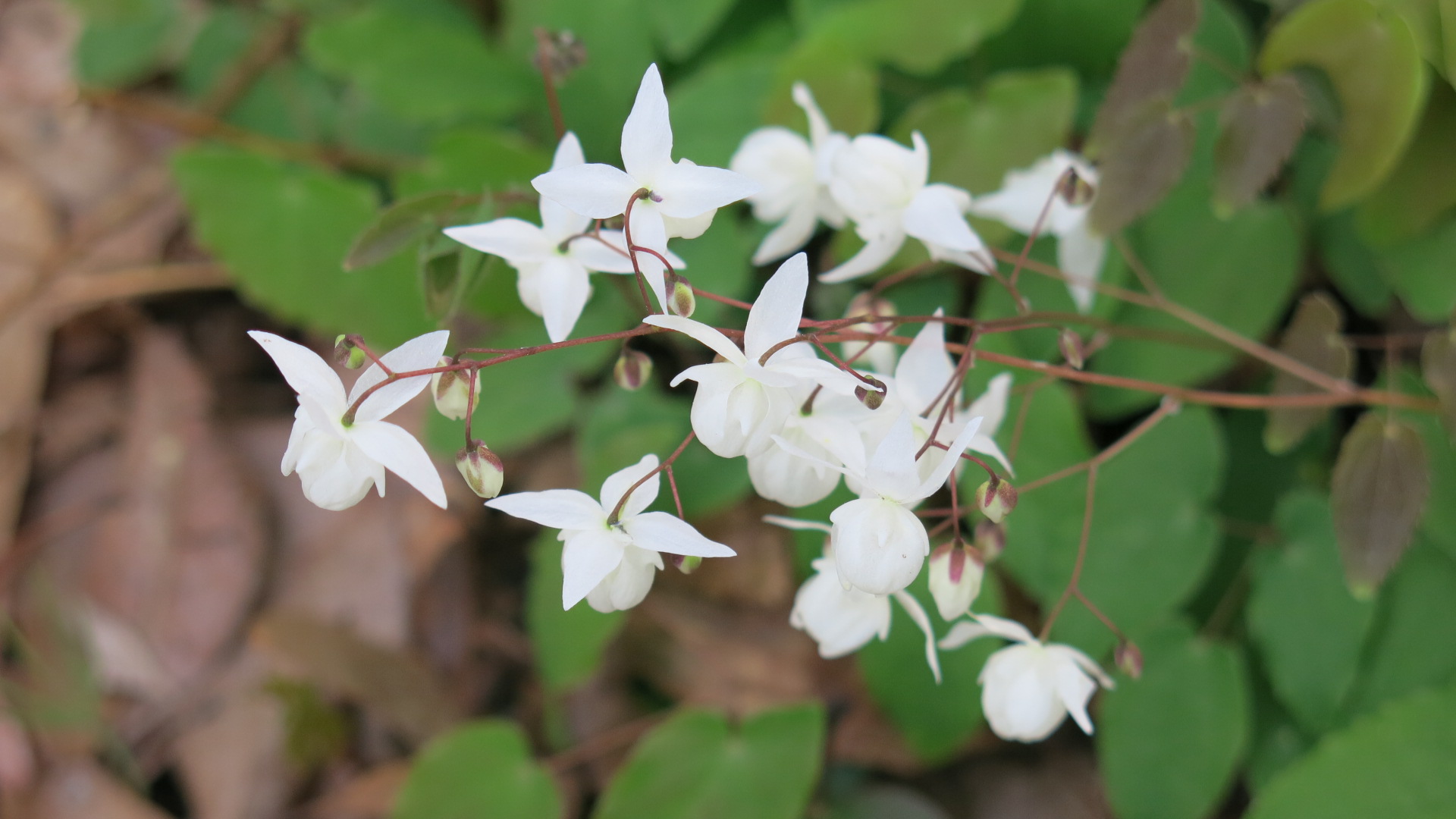 Epimedium x youngianum 'Niveum'