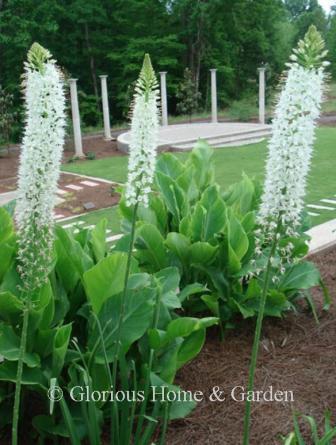 Eremurus himalaicus