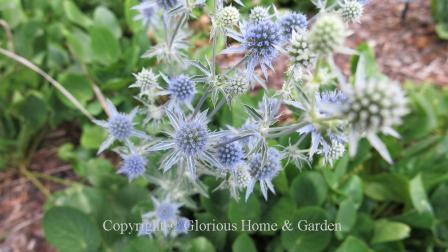 Eryngium planum 'Blaukappe'