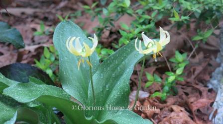 Erythronium x 'Pagoda'