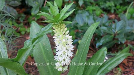 Eucomis autumnalis