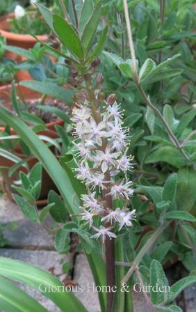 Eucomis comosa