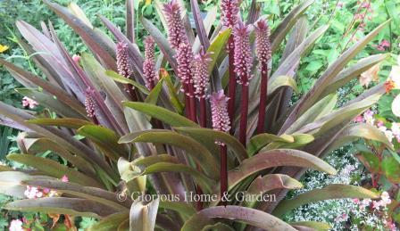 Eucomis comosa 'Sparkling Burgundy' grows to about 24-36" and have purple leaves in spring, stout burgundy stems and white to purple -tinged flowers.