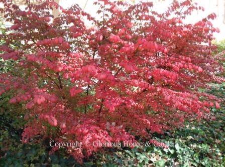 Euonymus alatus