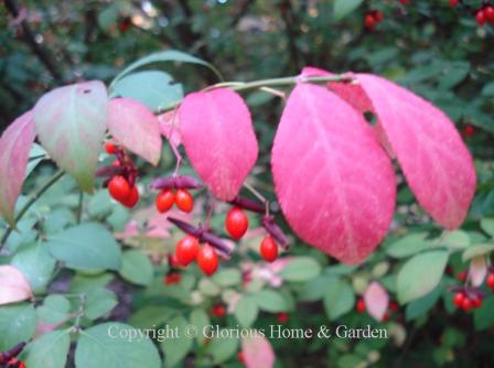 Euonymus alatus