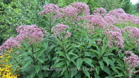 Eutrochium maculatum 'Gateway'