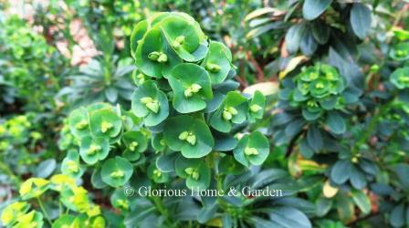 Euphorbia amygdaloides var. robbiae is a dark green evergreen wonderful to use as a woodland ground cover.  Showy flower-like yellow-green bracts bloom in spring and are long-lasting.
